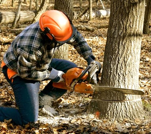 Tree Removal in Leakey, TX